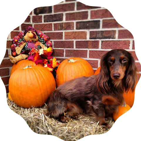 Thanksgiving harvest dachshund pic 