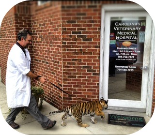 Dr. Thomas Watson with Maggie the tiger from Suzies Pride 